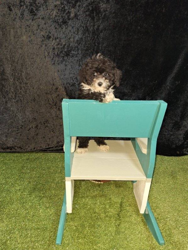 Philadelphia Eagles - Kids Rocking Chair