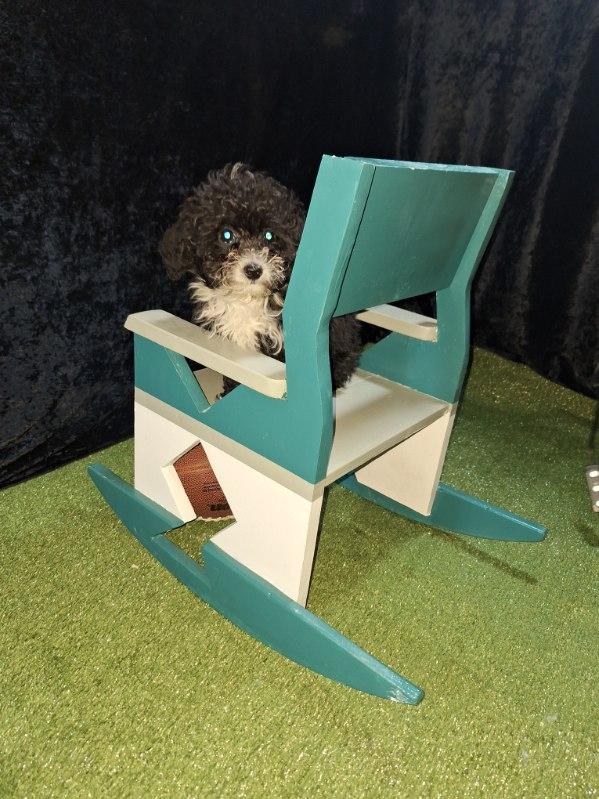 Philadelphia Eagles - Kids Rocking Chair